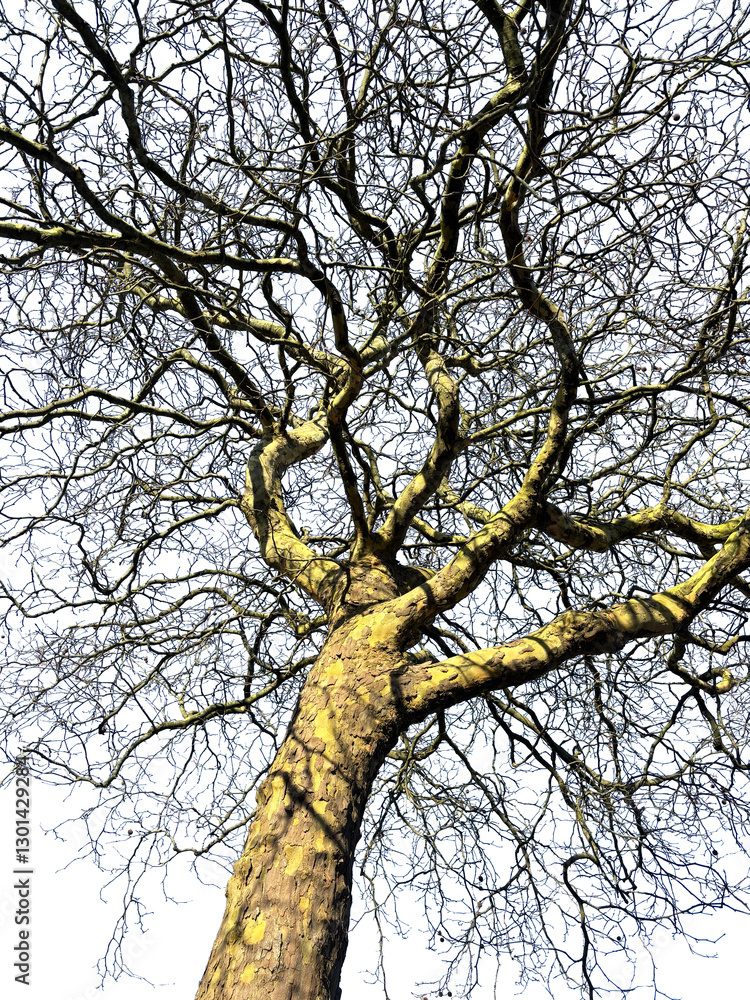 Silhouette of a natural beech tree. Beech tree on transparent background Silhouette of a natural beech tree. Beech tree on transparent background
