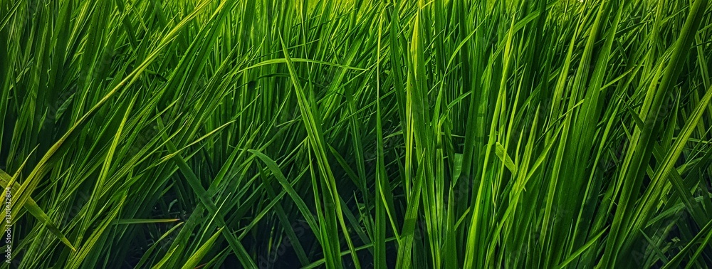 Lush Green Grass Blades Growing Fresh and Vibrant Natural Texture Lush Green Grass Blades Growing Fresh and Vibrant Natural Texture
