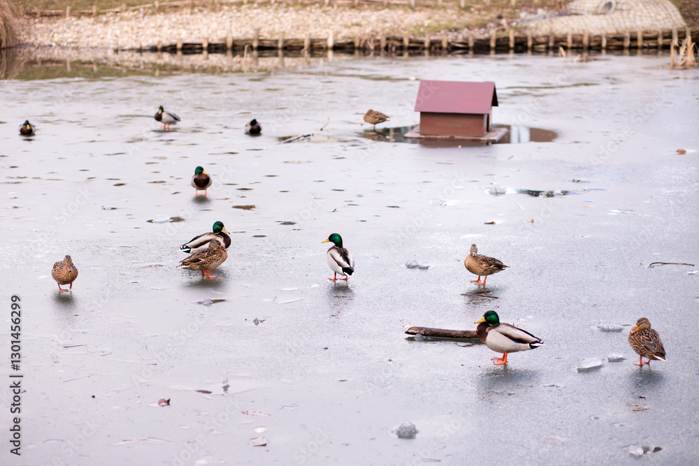 Fototapeta premium Wild ducks stand on the ice on the lake. A flock of wild ducks on the lake