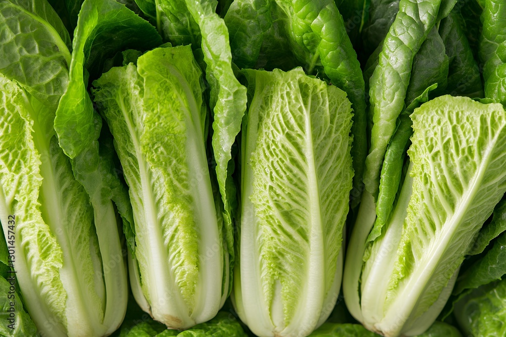 Fresh green romaine lettuce leaves displayed in rows Fresh green romaine lettuce leaves displayed in rows