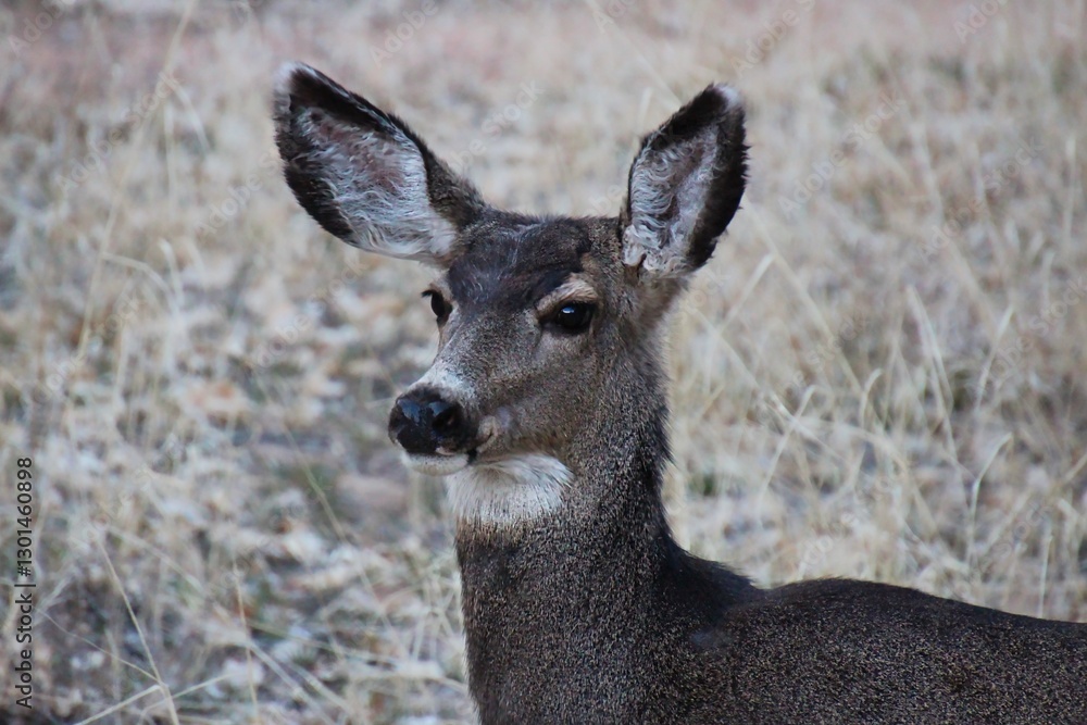 Female Deer in the Winter in Zion National Park in Utah. Female Deer in the Winter in Zion National Park in Utah.