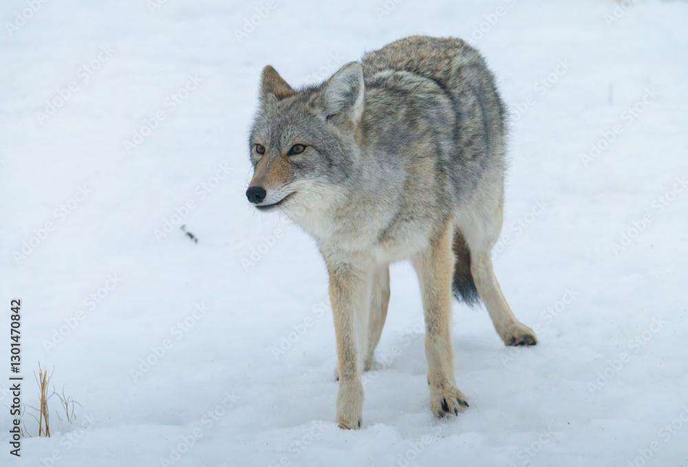 Coyote in the winter snow Coyote in the winter snow