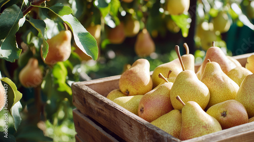 Golden pears in rustic wooden crate, fresh harvest, sunlit orchard, green foliage, organic farm, ripe fruits, pear plantation, natural agriculture, summer season. photo