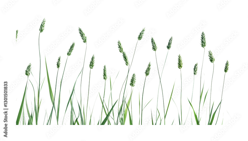 Green grass blades dancing in a gentle breeze capture the essence of nature's tranquility and serenity during springtime, cut out Green grass blades dancing in a gentle breeze capture the essence of nature's tranquility and serenity during springtime, cut out