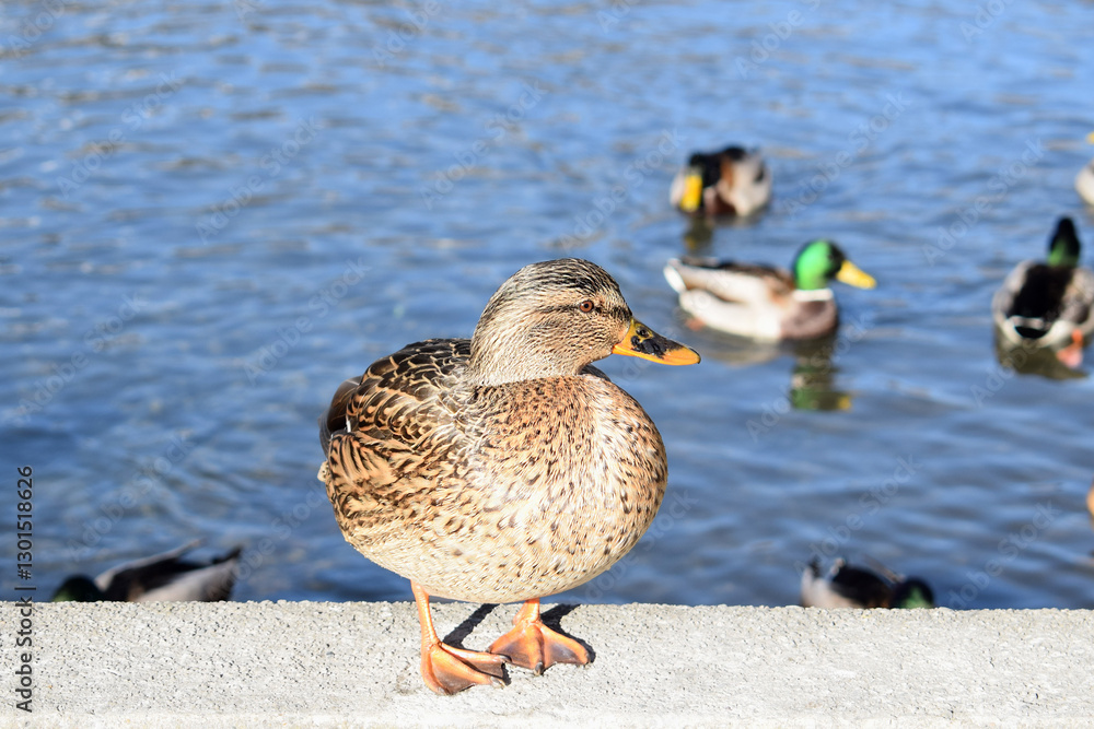 Female of mallard, wild duck (Anas platyrhynchos) with other wild ducks in the background Female of mallard, wild duck (Anas platyrhynchos) with other wild ducks in the background