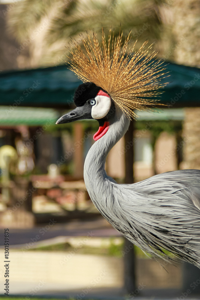 Fototapeta premium grey crowned crane
