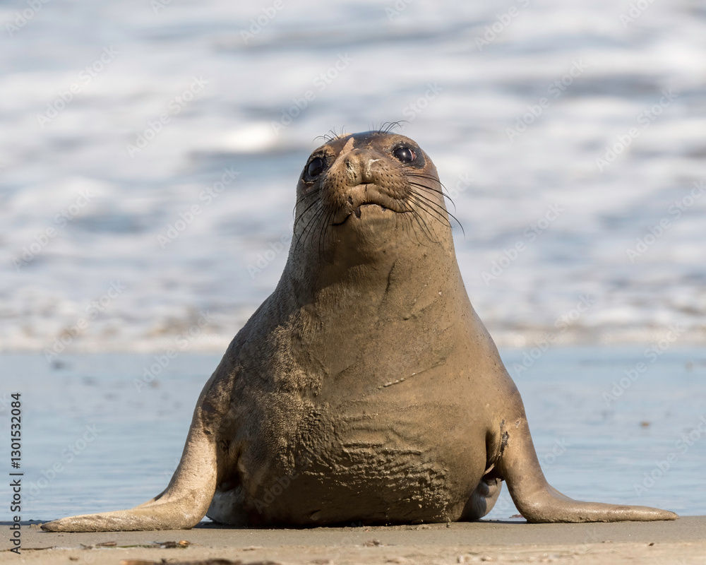 Fototapeta premium Northern Elephant seals (Mirounga angustirostris) pup or sea elephants are very large, oceangoing earless seals, California Coast