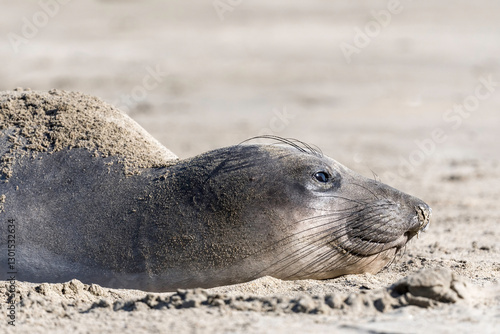 Northern Elephant seals (Mirounga angustirostris) pup or sea elephants are very large, oceangoing earless seals, California Coast