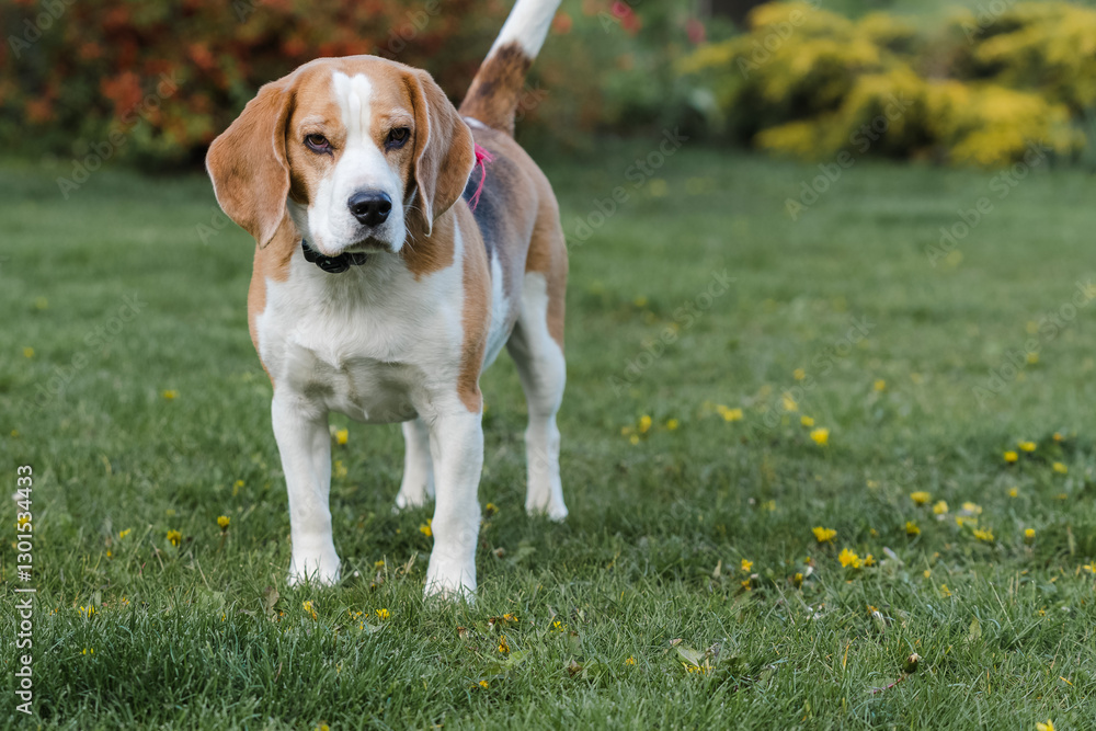 Beagle bitch standing on the lawn in the garden and looking at something, spring day, green background Beagle bitch standing on the lawn in the garden and looking at something, spring day, green background