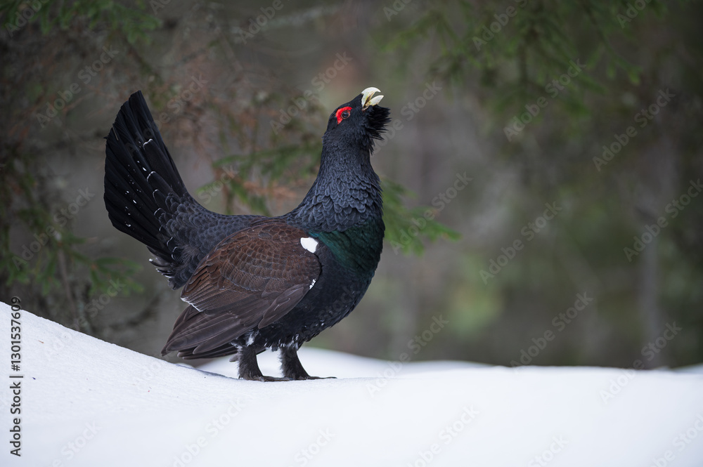 Fototapeta premium Western capercaillie (Tetrao urogallus)