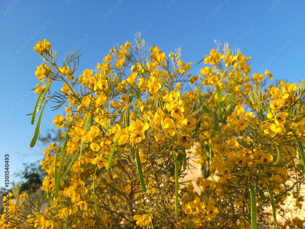 Australian native Feathery Cassia or Sive Senna (Senna Artemisioides) as informal hedge used in desert style xeriscaping in Phoenix, Arizona Australian native Feathery Cassia or Sive Senna (Senna Artemisioides) as informal hedge used in desert style xeriscaping in Phoenix, Arizona