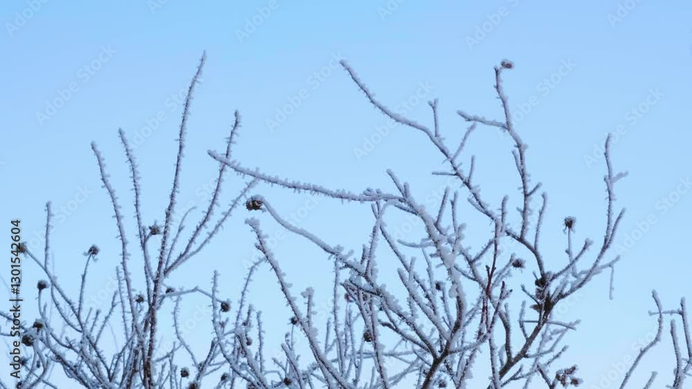 View of briar branches covered by snow in a winter forest, slow motion. Plant in the wood at frosty weather. Dog rose at cold day in the garden. Remaining berries on the bush are food for birds. 4k. View of briar branches covered by snow in a winter forest, slow motion. Plant in the wood at frosty weather. Dog rose at cold day in the garden. Remaining berries on the bush are food for birds. 4k.