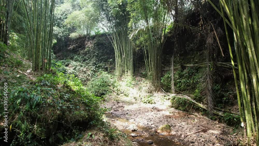Bamboo roots are a vital part of the plant's structure, growing in a ...
