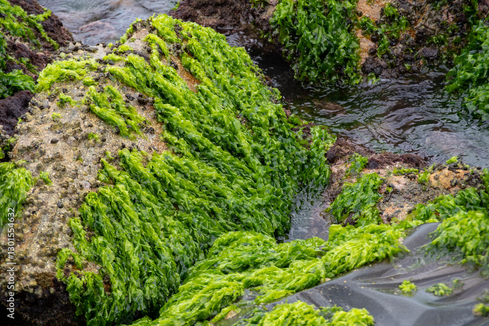 Fototapeta premium Algas de mar