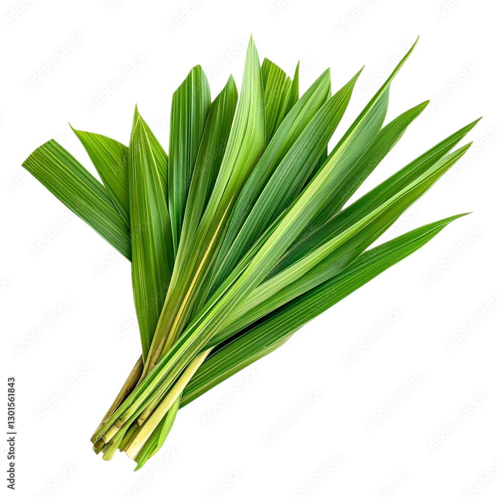 Fototapeta premium Fresh Pandan Leaves Bundle isolated on transparent background