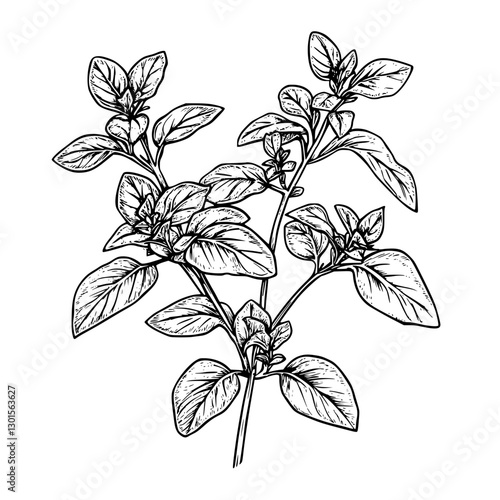 Engraved illustration of a basil plant showcasing detailed leaves and stems in a botanical style