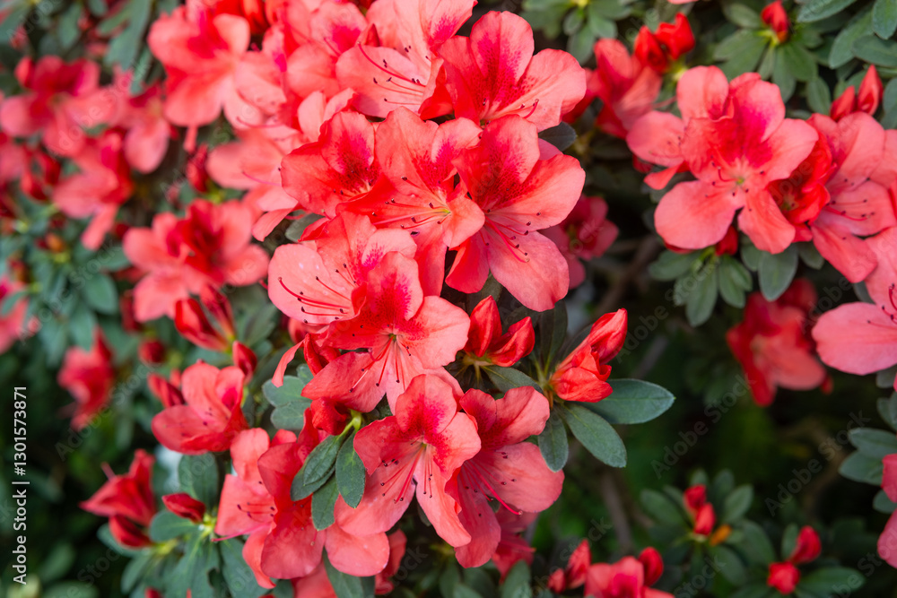 Vibrant blooming Azalea Flowers in a Greenhouse Vibrant blooming Azalea Flowers in a Greenhouse