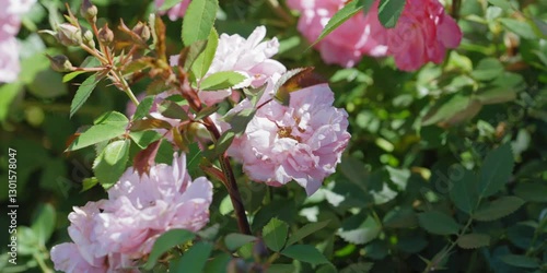 Pink flowers rose peonies