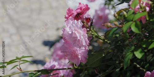Pink flowers rose peonies