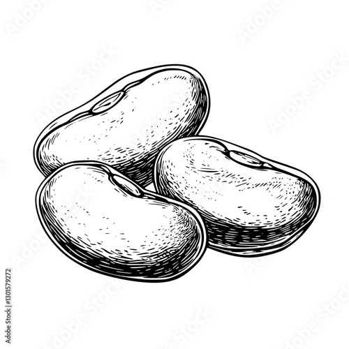 Engraved illustration of three beans showcasing detailed texture and form in vector format for culinary arts