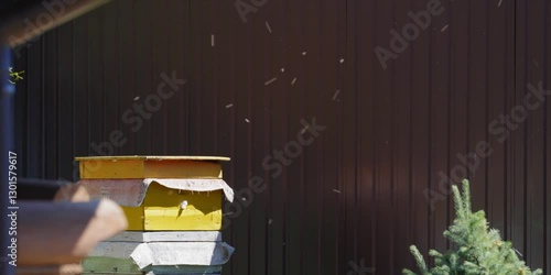 bees fly around the nest