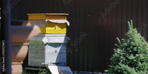 bees fly around the nest