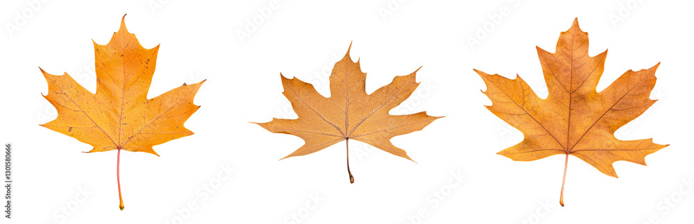 custom made wallpaper toronto digitalAutumn Leaves in Various Stages of Change Isolated on transparent background