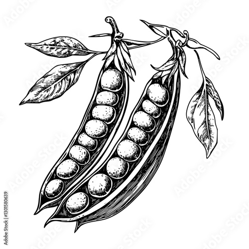 Engraved illustration of green pea pods with leaves in a detailed vector style showcasing natural elements