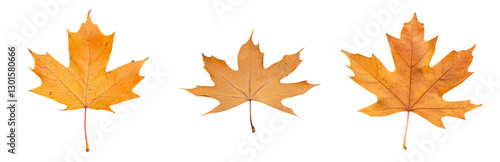 Wallpaper Mural Autumn Leaves in Various Stages of Change Isolated on transparent background Torontodigital.ca