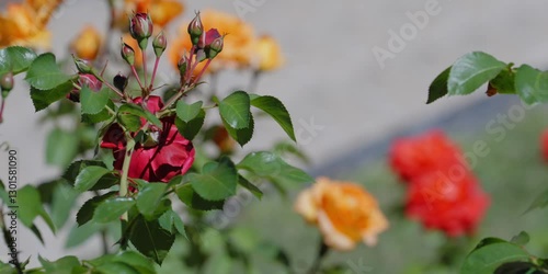 Pink flowers rose peonies