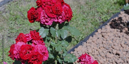 Pink flowers rose peonies