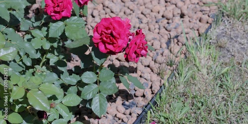 Pink flowers rose peonies