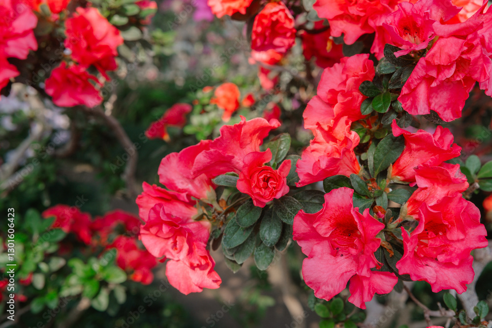 Vibrant Azalea Flowers in a Greenhouse Vibrant Azalea Flowers in a Greenhouse