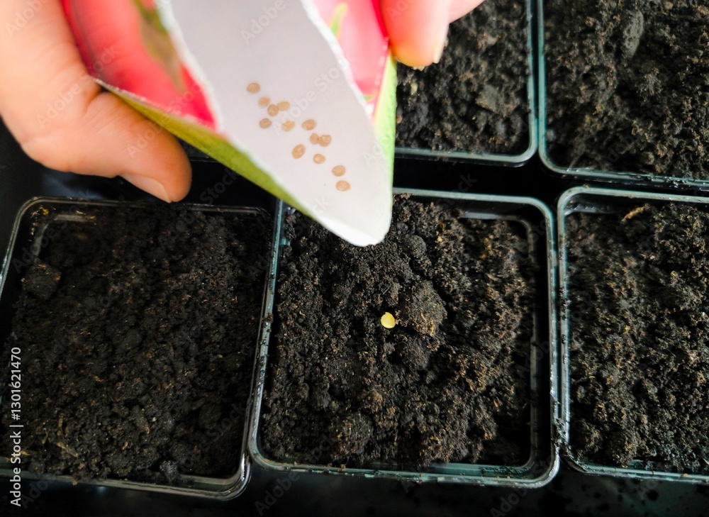 Woman hand holds seeds in hand, close up. Planting seeds. Sow peppers, tomatoes. planting seeds in seedlings. Woman hand holds seeds in hand, close up. Planting seeds. Sow peppers, tomatoes. planting seeds in seedlings.