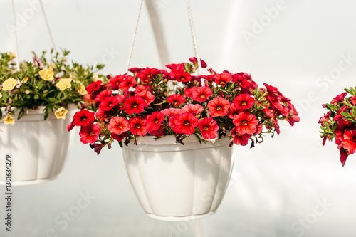 Three hanging flower pots: two with red petunias and one with yellow flowers. The white pots contrast with the bright flowers, creating a cozy and colorful arrangement.