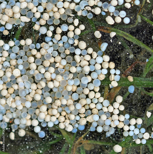 plastic granulate
