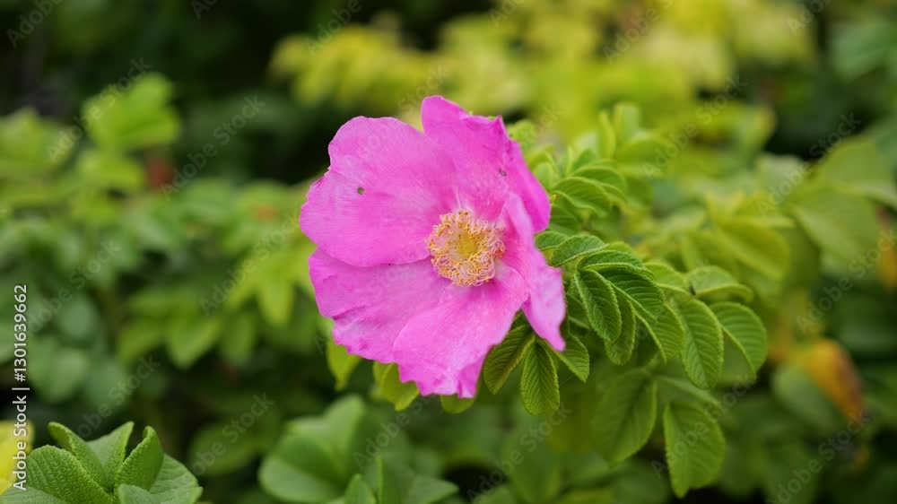 Rosehip Flower Swaying In The Wind Slow Motion