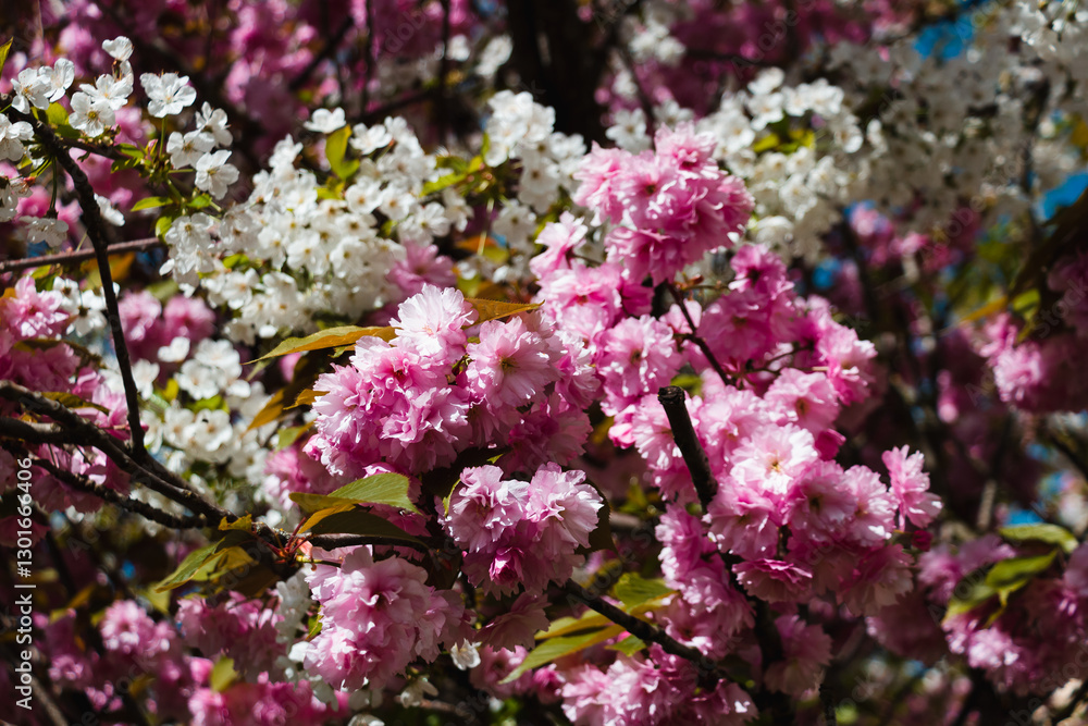 Spring in Paris. Blossom and architecture. High resolution photo. Spring in Paris. Blossom and architecture. High resolution photo.