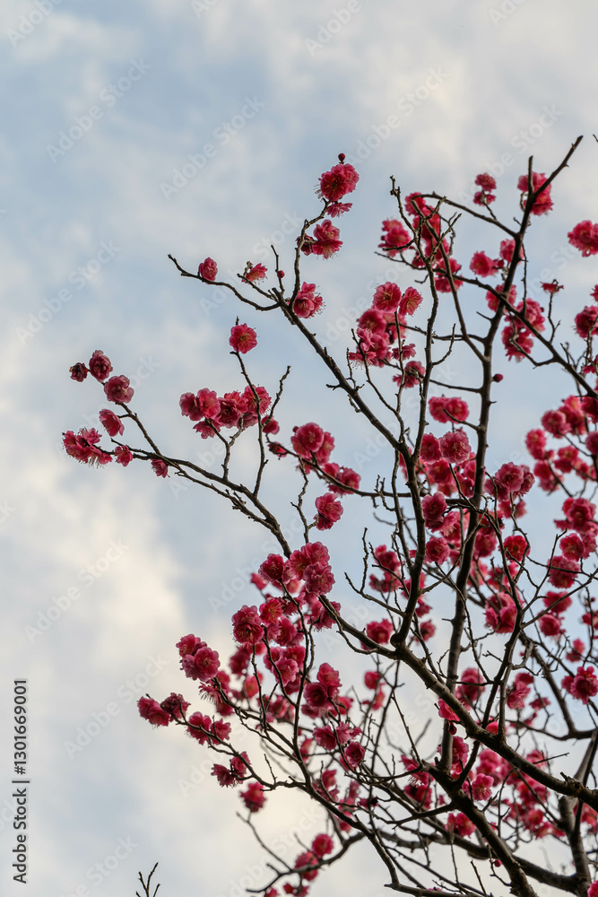 ピンク色の梅の花　神戸市東灘区の公園で撮影