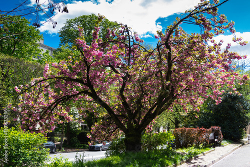 Spring in Paris. Blossom and architecture. High resolution photo.