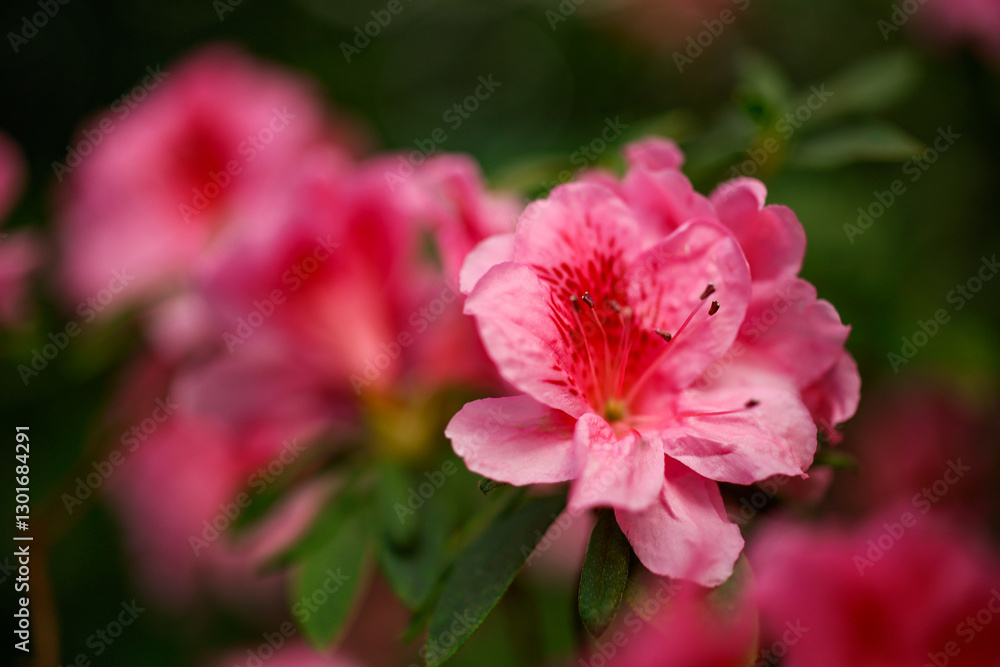 Close-up of Flowering azalea in the botanical garden, spring red azalea, colorful garden, red flowering shrub Close-up of Flowering azalea in the botanical garden, spring red azalea, colorful garden, red flowering shrub