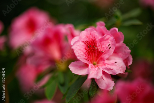 Wallpaper Mural Close-up of Flowering azalea in the botanical garden, spring red azalea, colorful garden, red flowering shrub Torontodigital.ca
