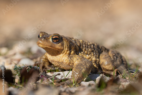 Sapo común, bufo bufo