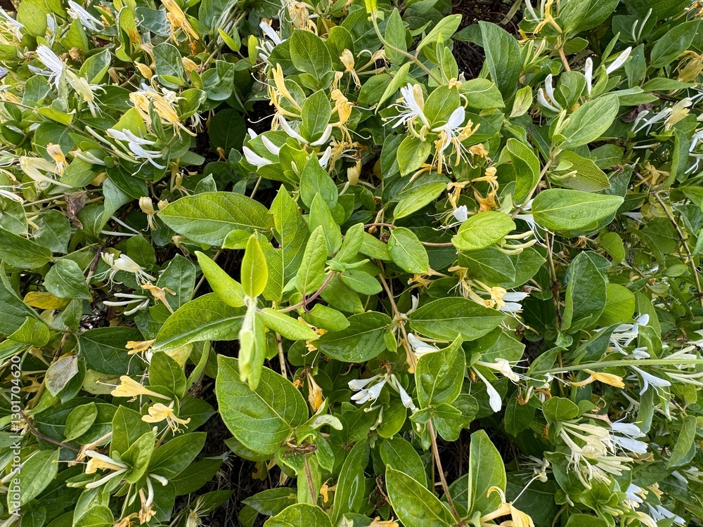 Yellow flowers and green leaves of flowering honeysuckle Lonicera periclymenum ivy. Lonicera periclymenum, common names honeysuckle, European honeysuckle or forest honeysuckle. Close-up.
Yellow flowers and green leaves of flowering honeysuckle Lonicera periclymenum ivy. Lonicera periclymenum, common names honeysuckle, European honeysuckle or forest honeysuckle. Close-up.