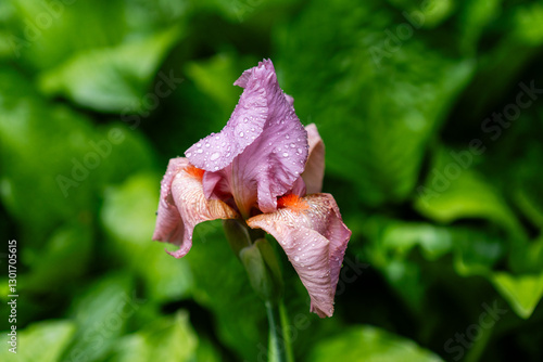 Bilde på lerret pink iris with orange stamens on a green spring background