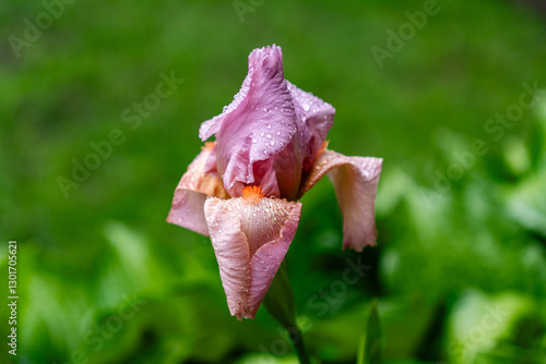 Fotografia pink iris with orange stamens on a green spring background