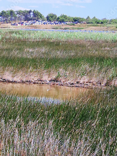 Marshland with tall grasses and parked cars in the distance