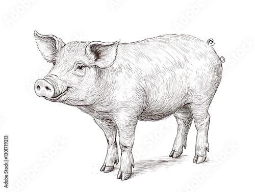 Wallpaper Mural Detailed pen and ink drawing of a standing domestic pig Torontodigital.ca
