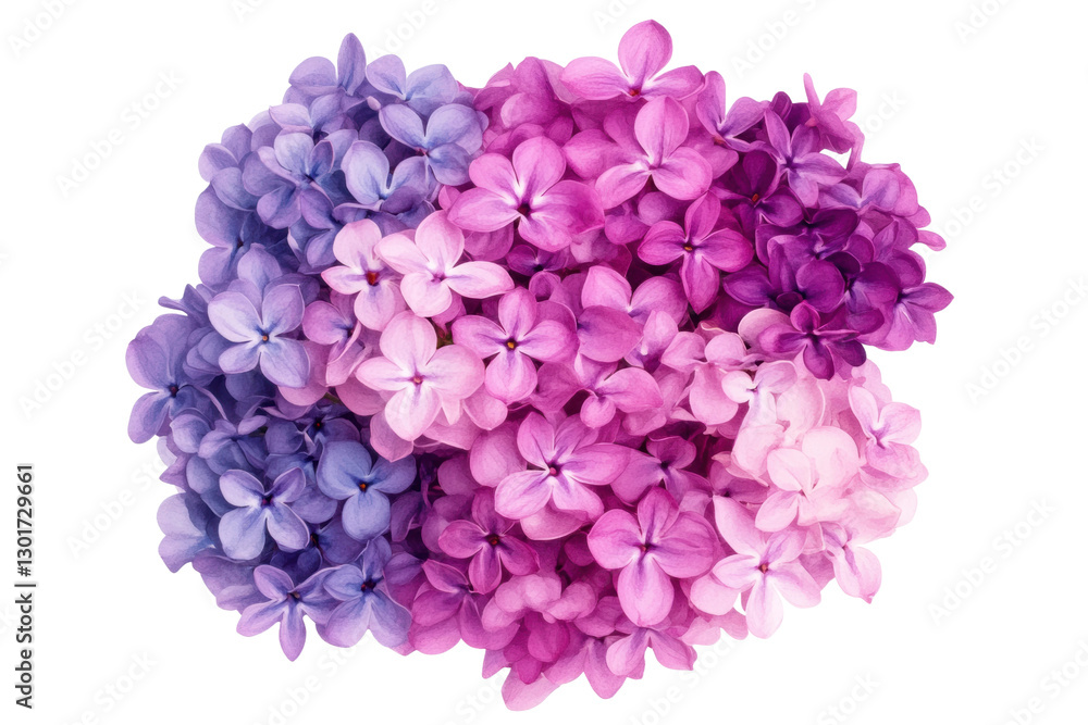 Obraz premium Colorful collection of lilac flowers on display, cut out