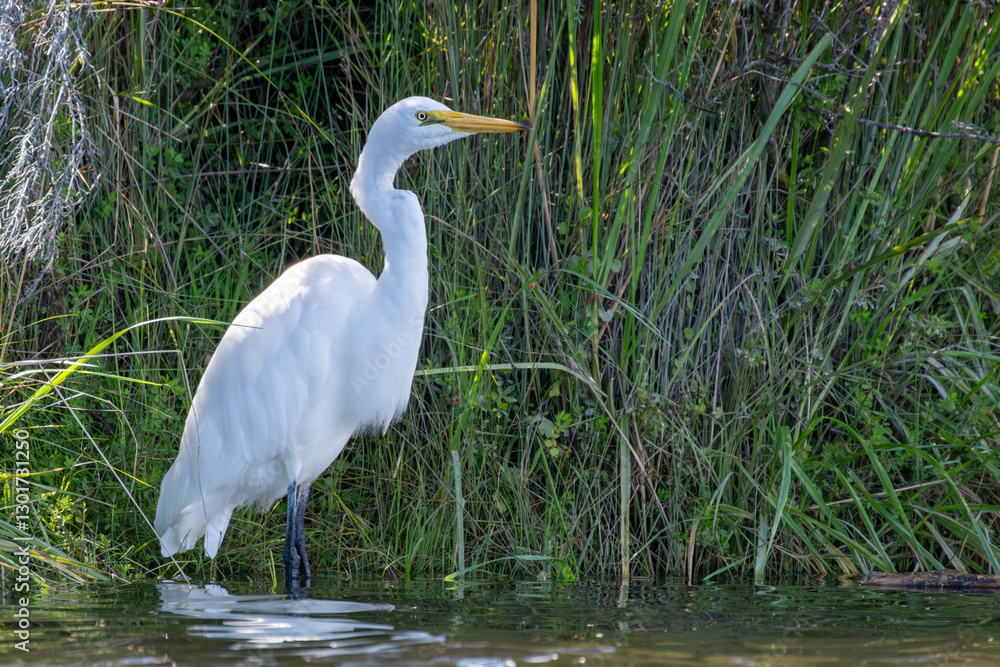 Weißer Reiher Weißer Reiher